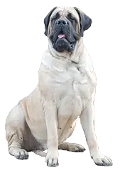 Large Dog